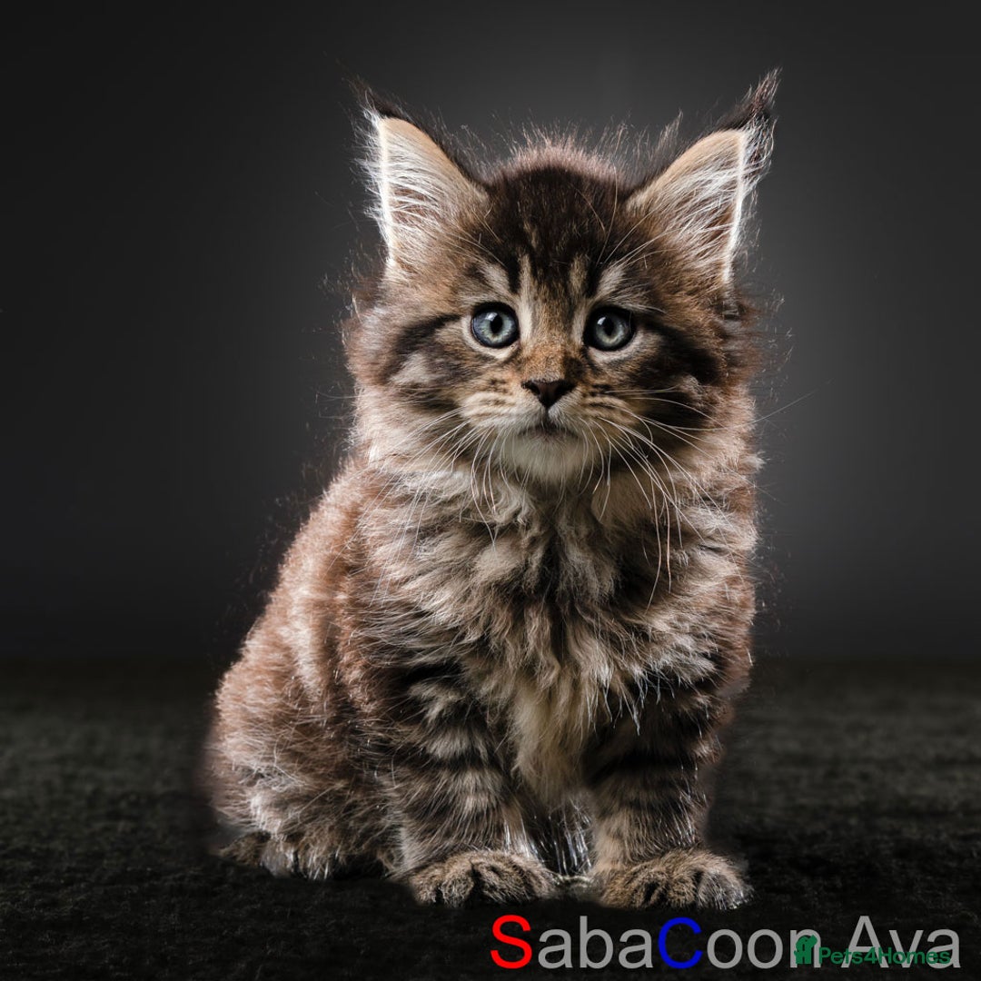 Maine Coon cats for sale: Purebred Maine Coon Kittens - Image 9