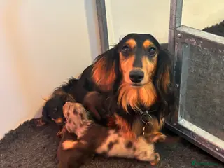 Dachshund dogs LONGHAIRED MINIATURE DACHSHUND KC REG PRA CLEAR - Advert 8