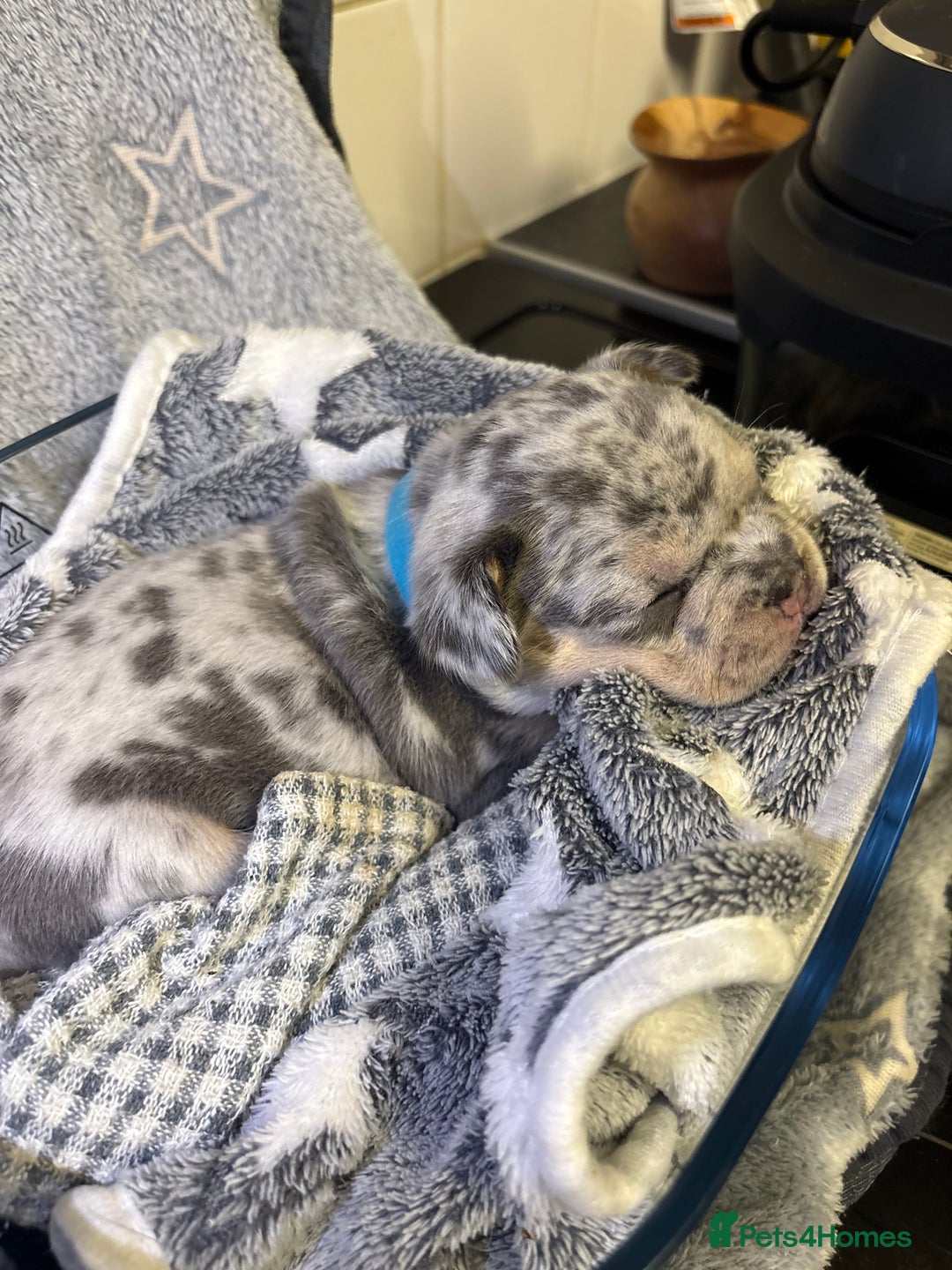 French Bulldog dogs for sale: FRENCH-BULLDOG LITTER  - Advert 16