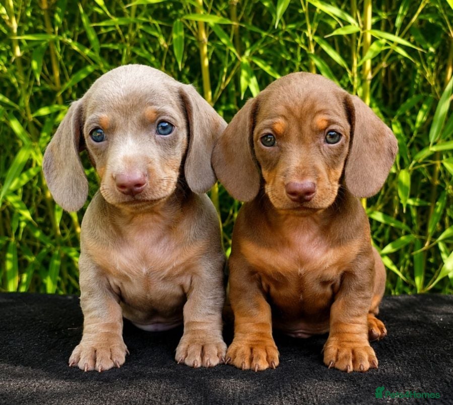 Miniature Dachshund dogs OUtSTANDING KC REGISTERED MINATURE DACHUNDS - Advert 2