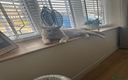 British Shorthair cats for sale: 6 year old British blue - Image 1