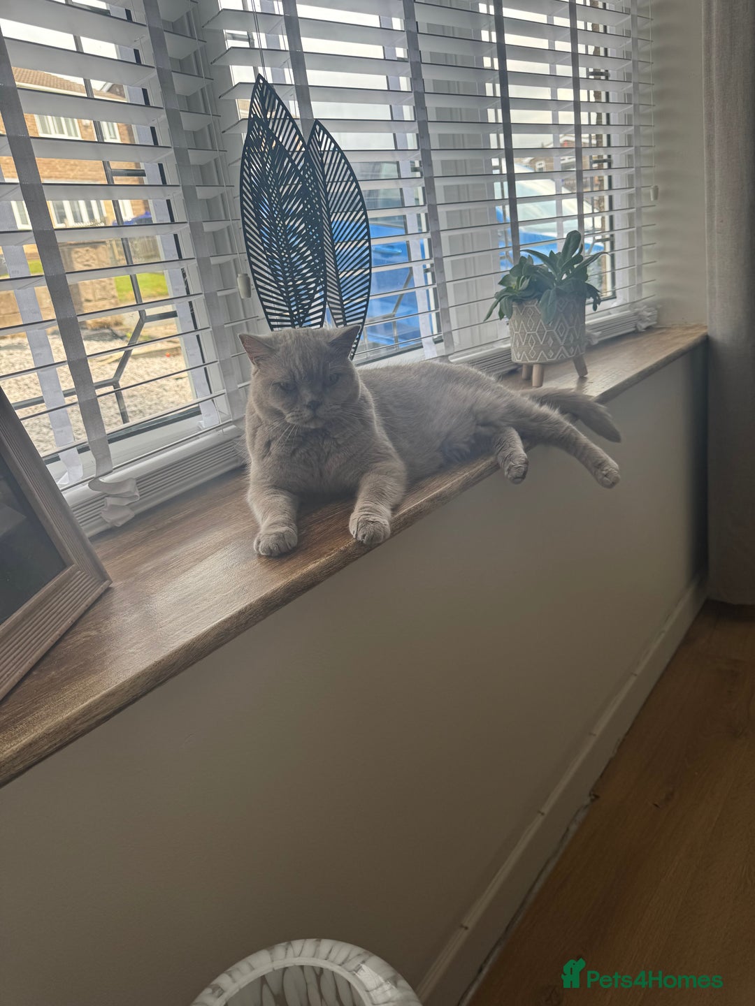British Shorthair cats for sale: 6 year old British blue - Image 1