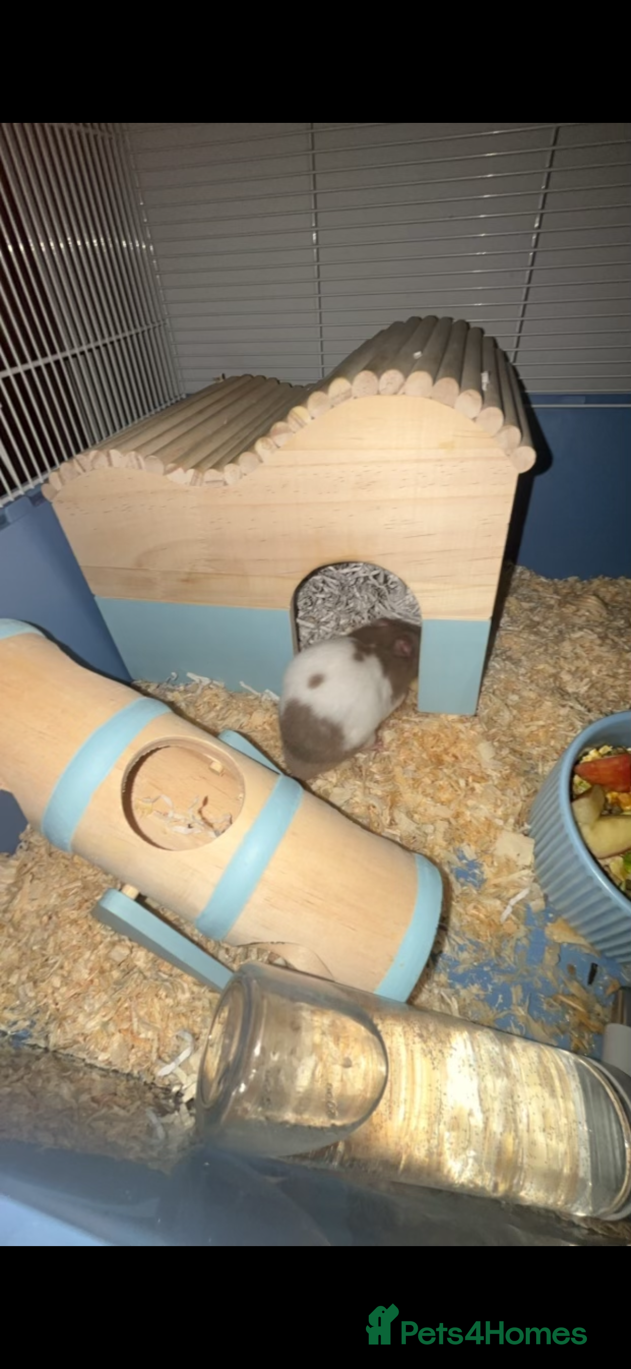 Hamster rodents Hamster with all the set up - Advert 1