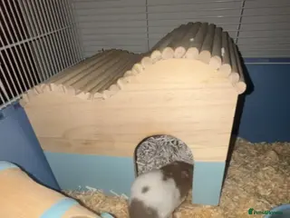 Hamster rodents Hamster with all the set up - Advert 14