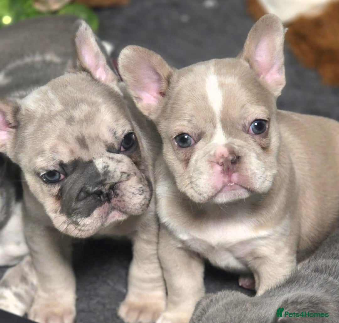 French Bulldog dogs French Bulldog Puppies Available - Advert 11