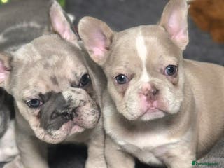 French Bulldog dogs French Bulldog Puppies Available - Advert 8