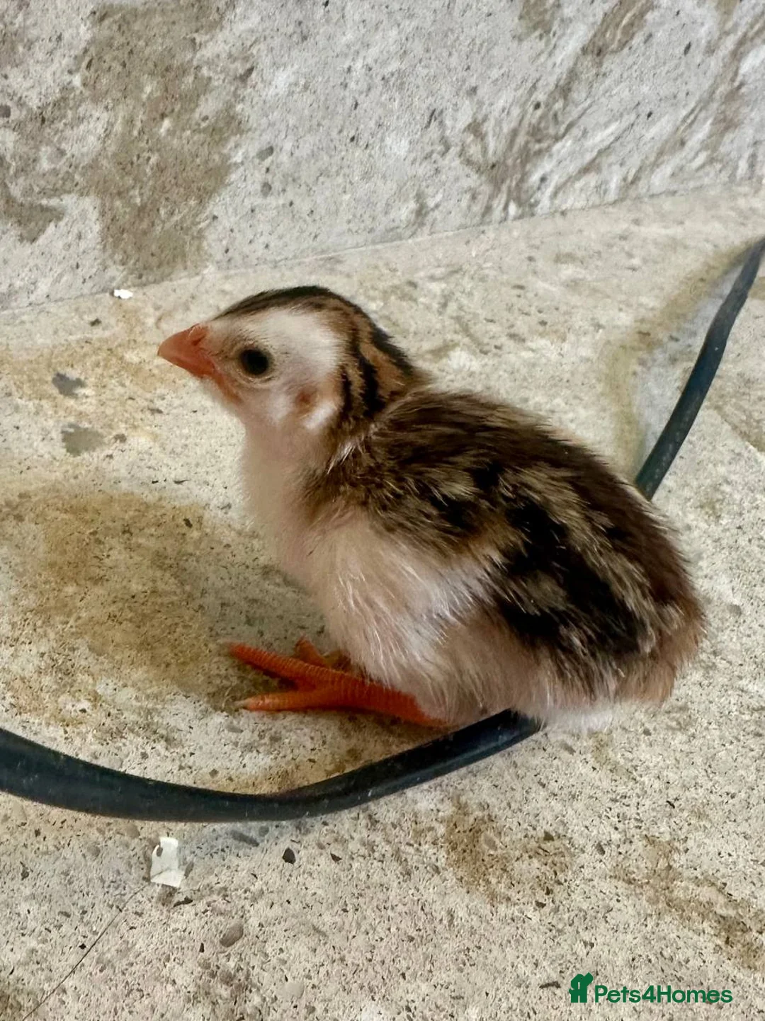 Guinea Fowl poultry for sale: Guinea keets - Advert 3
