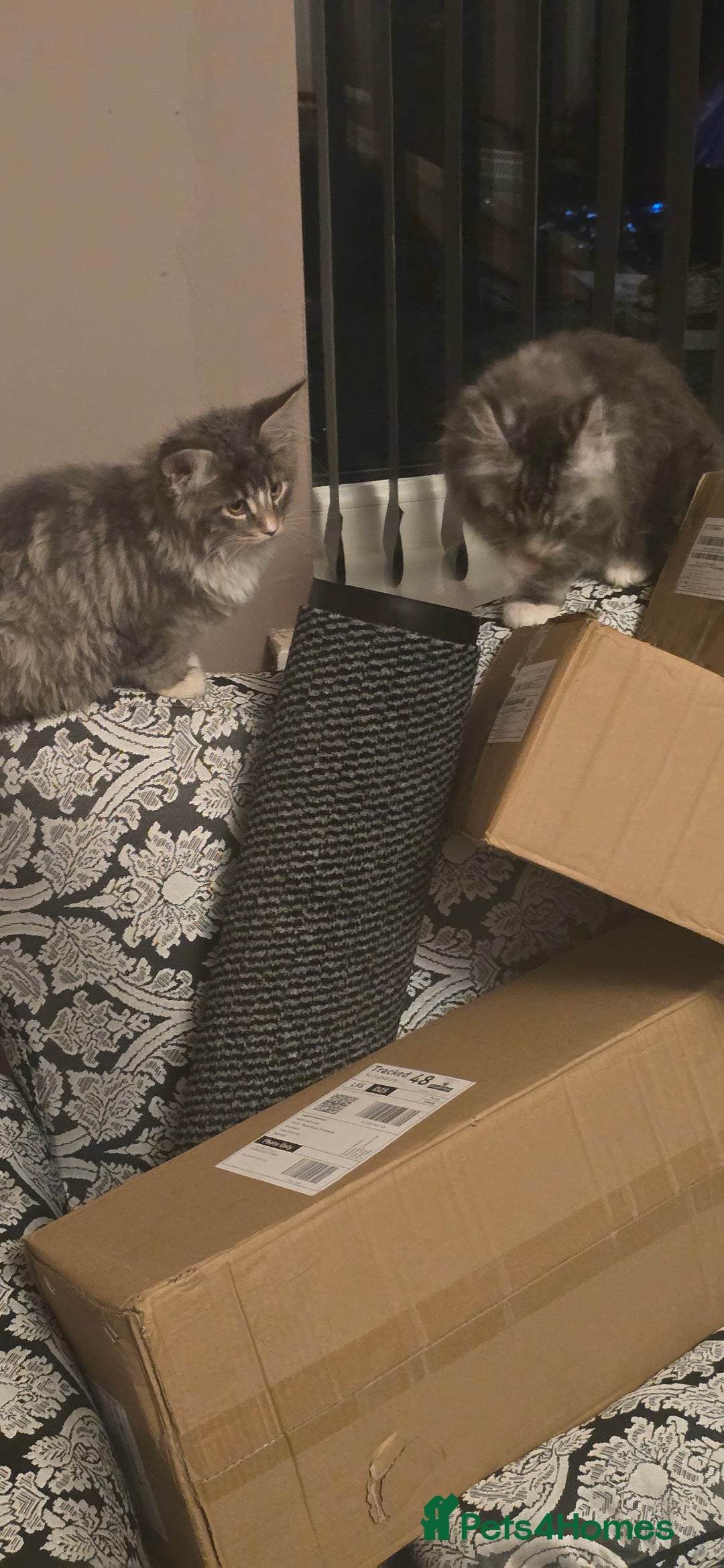 Maine Coon cats for sale: Giant maine coon kittens for sale  - Advert 11