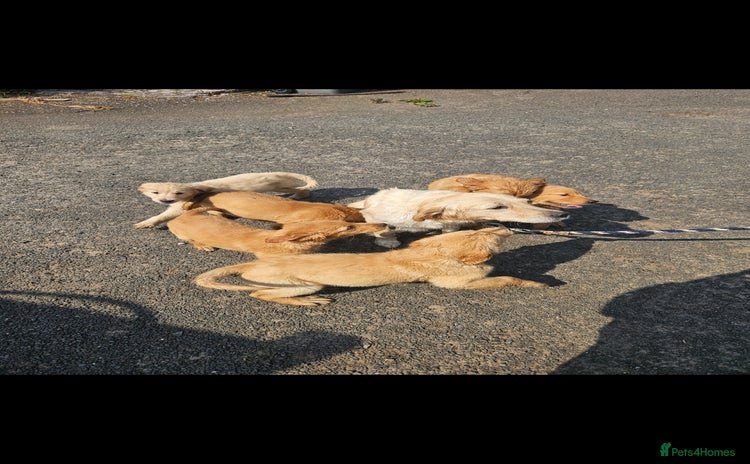 Golden Retriever dogs - Advert 1