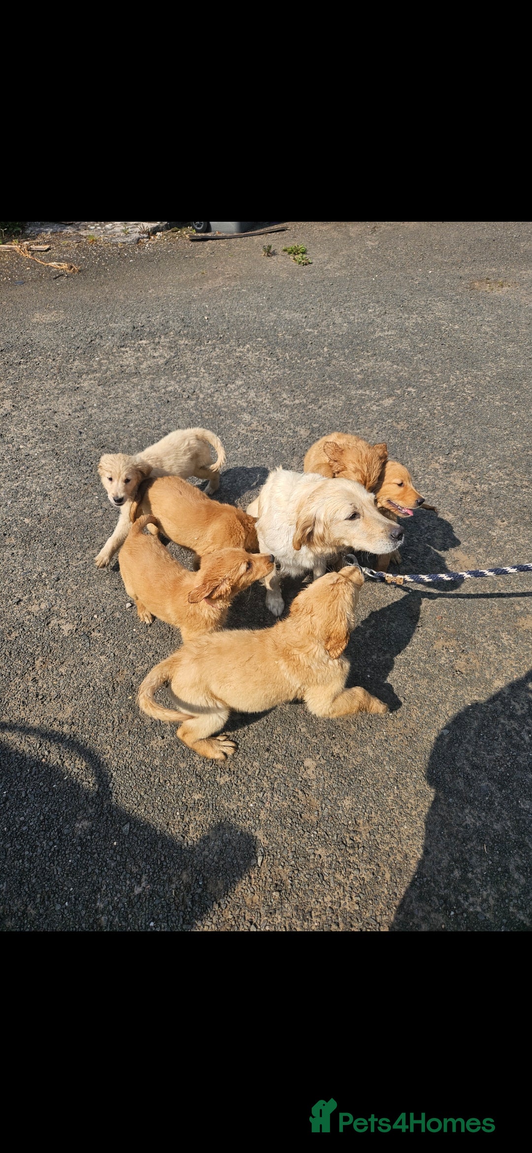 Golden Retriever dogs for sale: Golden retriever pups - Image 1