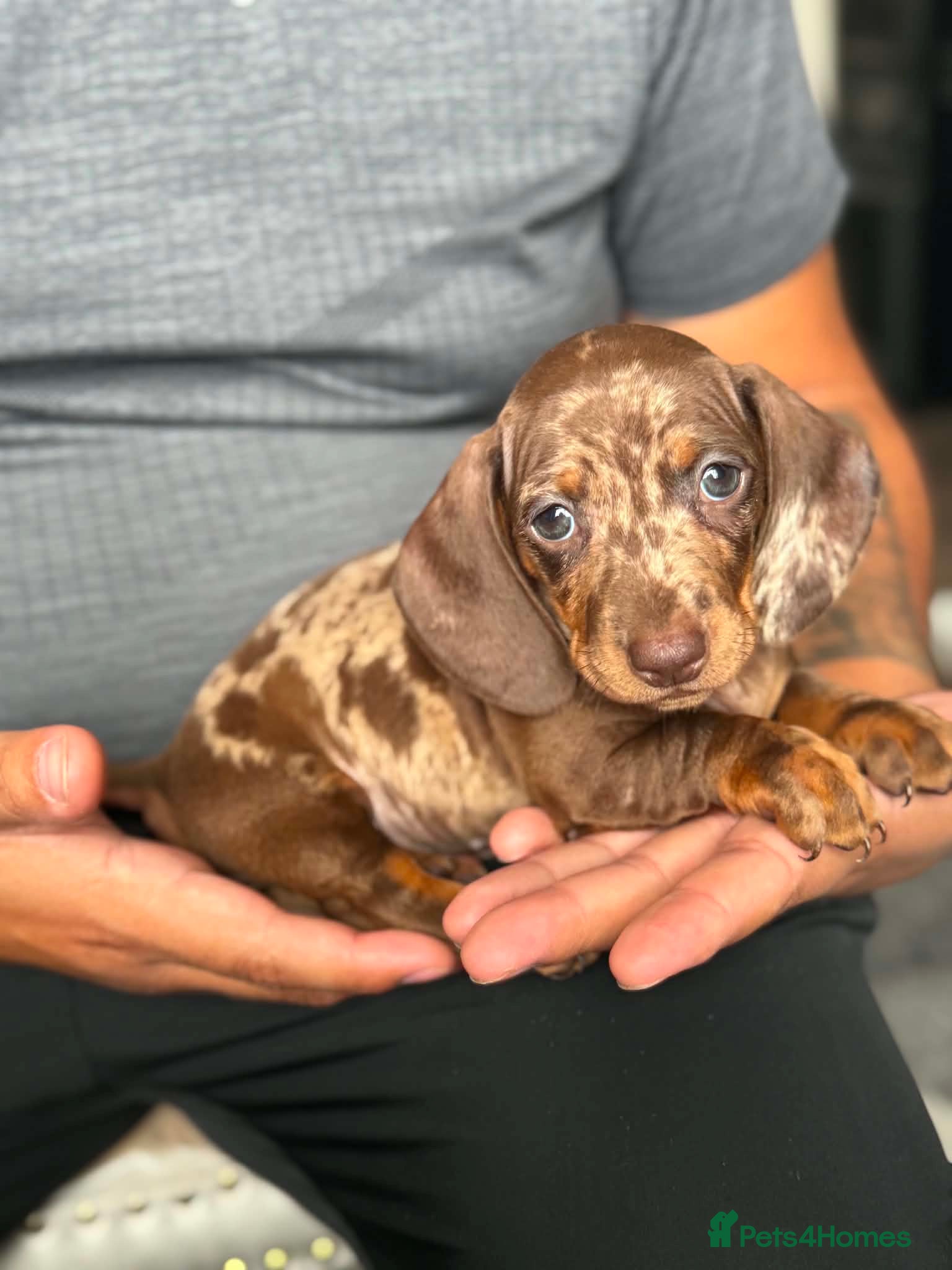 Miniature Dachshund Puppy 1