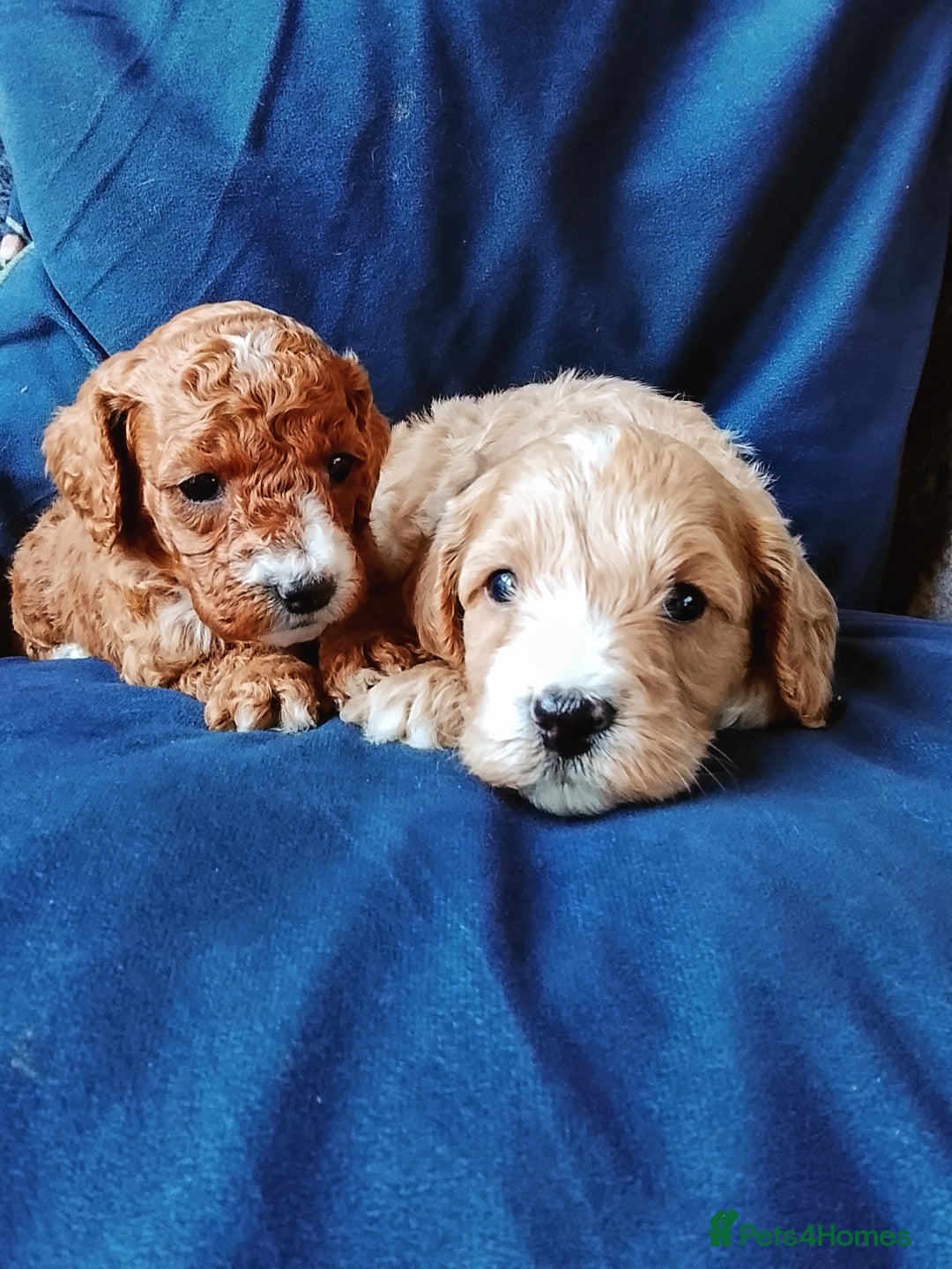 Cavapoo dogs for sale: F1b Cavapoo Puppies  - Advert 7