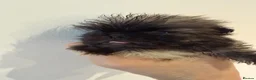 Pekingese dogs for sale: Kc sable Blk mask Pekingnese Russian lines - Advert 13