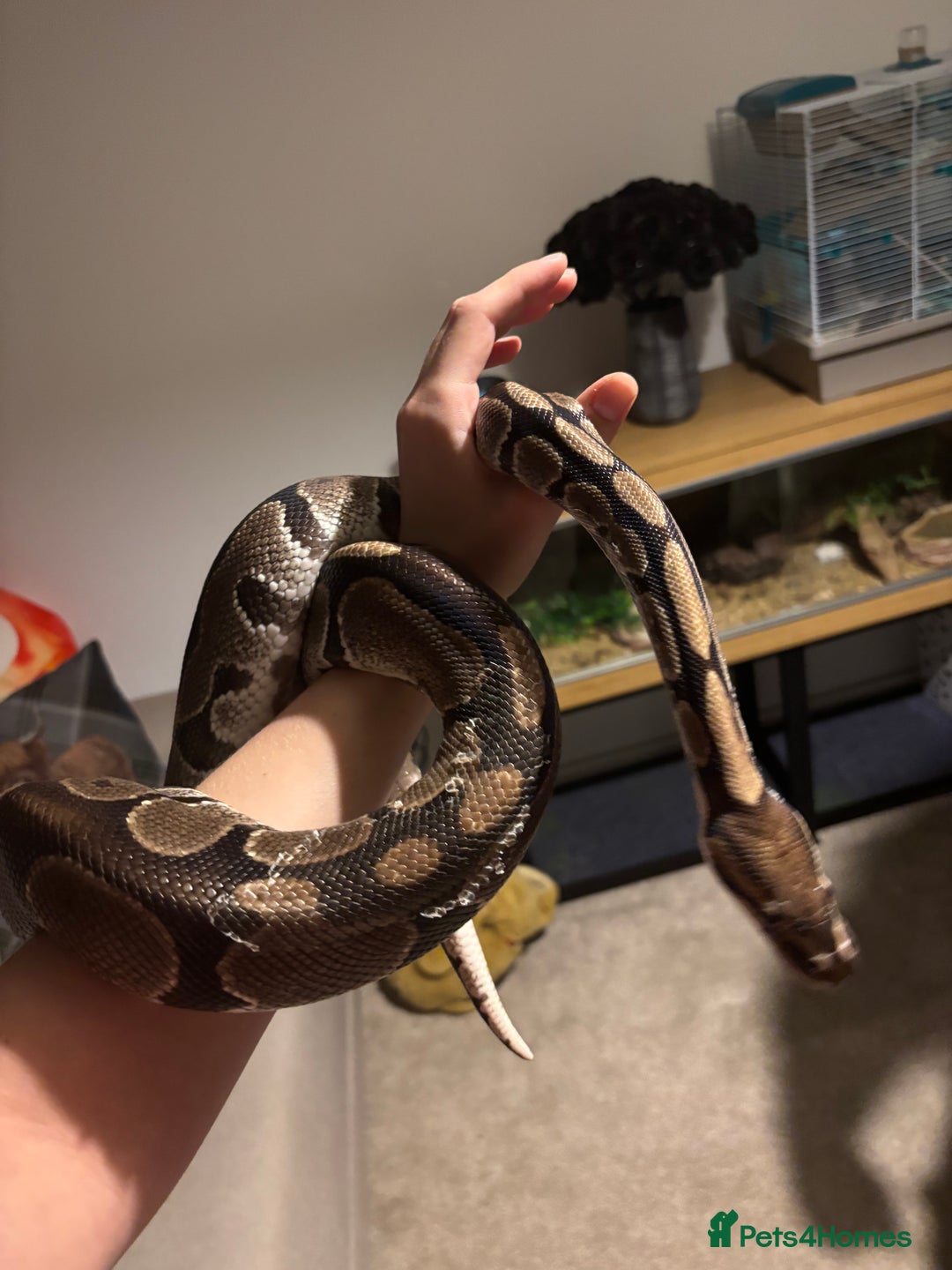 Python Snake reptiles for sale: Beautiful Ball Python   - Advert 1