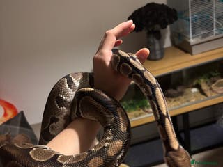 Python Snake reptiles Beautiful Ball Python - Advert 1