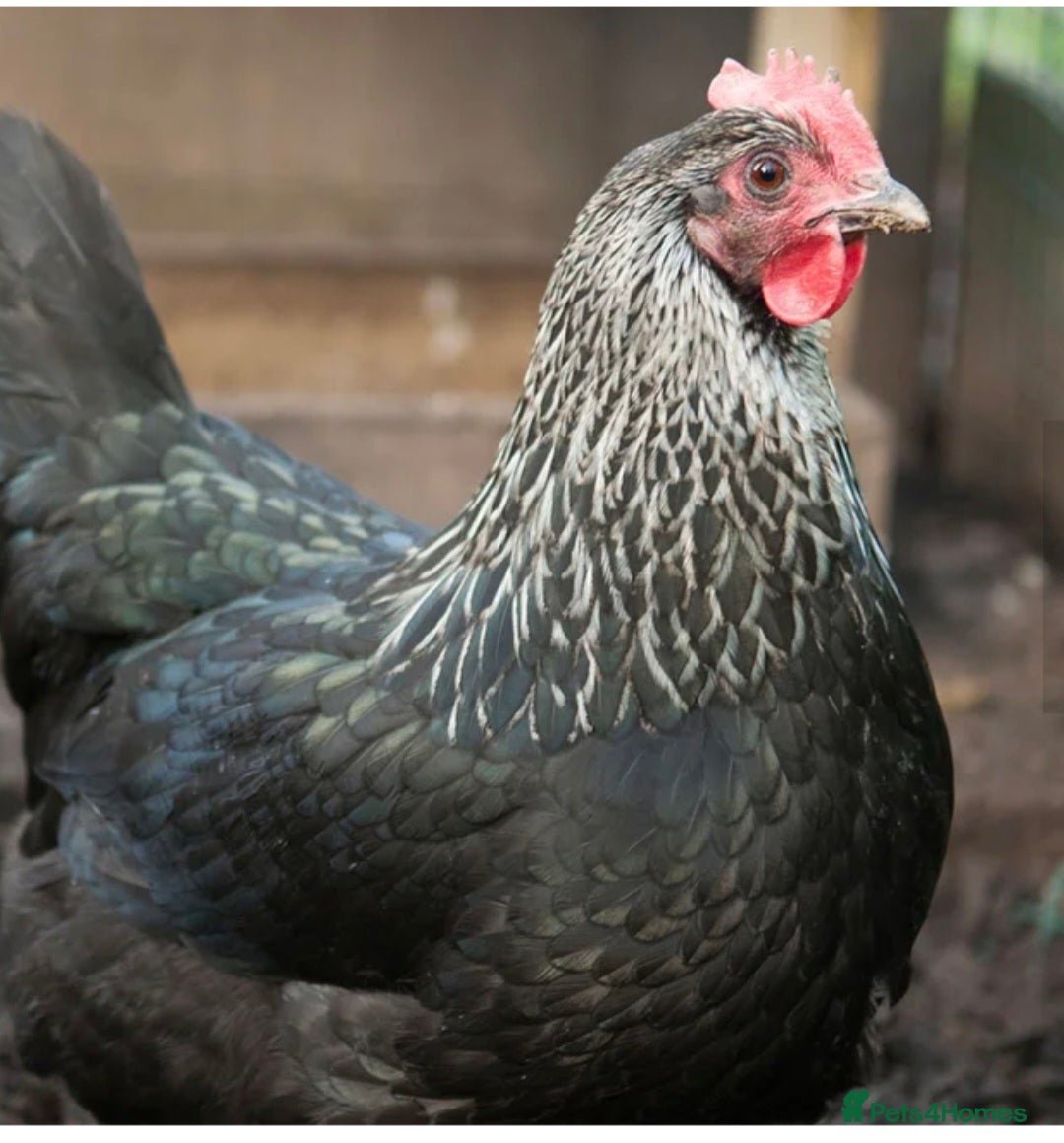 Chickens poultry for sale: Hens (chicken/ducks) Point Of Lay, multiple breeds - Image 8