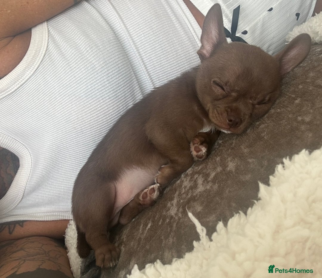 Chihuahua dogs for stud: KC Registered Chocolate Chihuahua for Stud - Advert 4