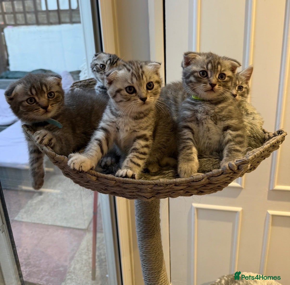 British Shorthair cats Pure breed Scottish Fold &Straight grey tabby  - Advert 2