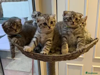 British Shorthair cats Pure breed Scottish Fold &Straight grey tabby - Advert 4