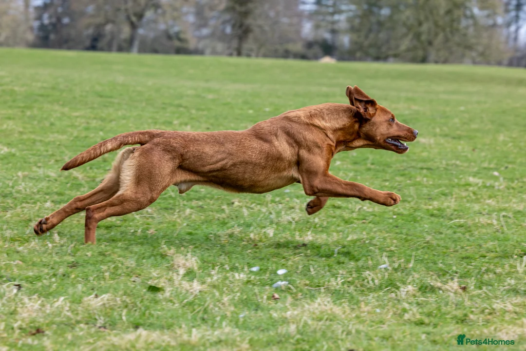 Labrador Retriever dogs for stud: ✨PROVEN FULLY HEALTH TESTED WORKING RED LABRADOR✨ in Hawes - Advert 9