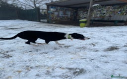 Border Collie dogs for sale: Cooper & Peach  - Image 12