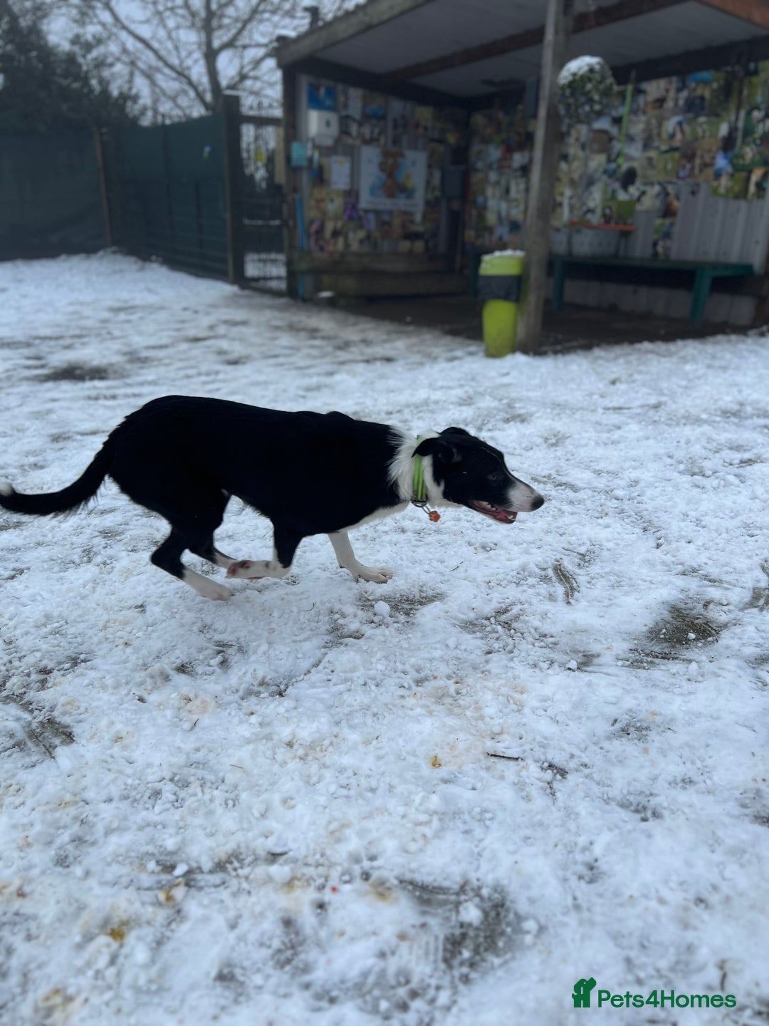Border Collie dogs for sale: Cooper & Peach  - Image 12