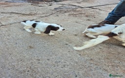 Mixed Breed dogs for sale: Springer spaniel puppies  - Image 18