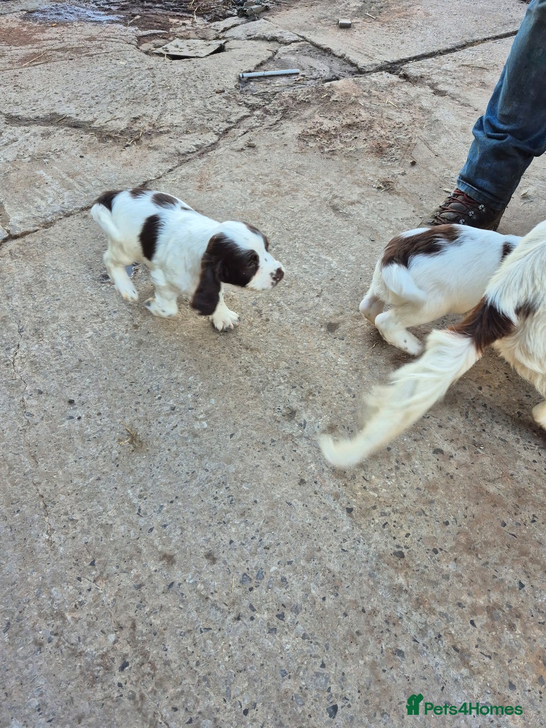 Mixed Breed dogs for sale: Springer spaniel puppies  - Image 18