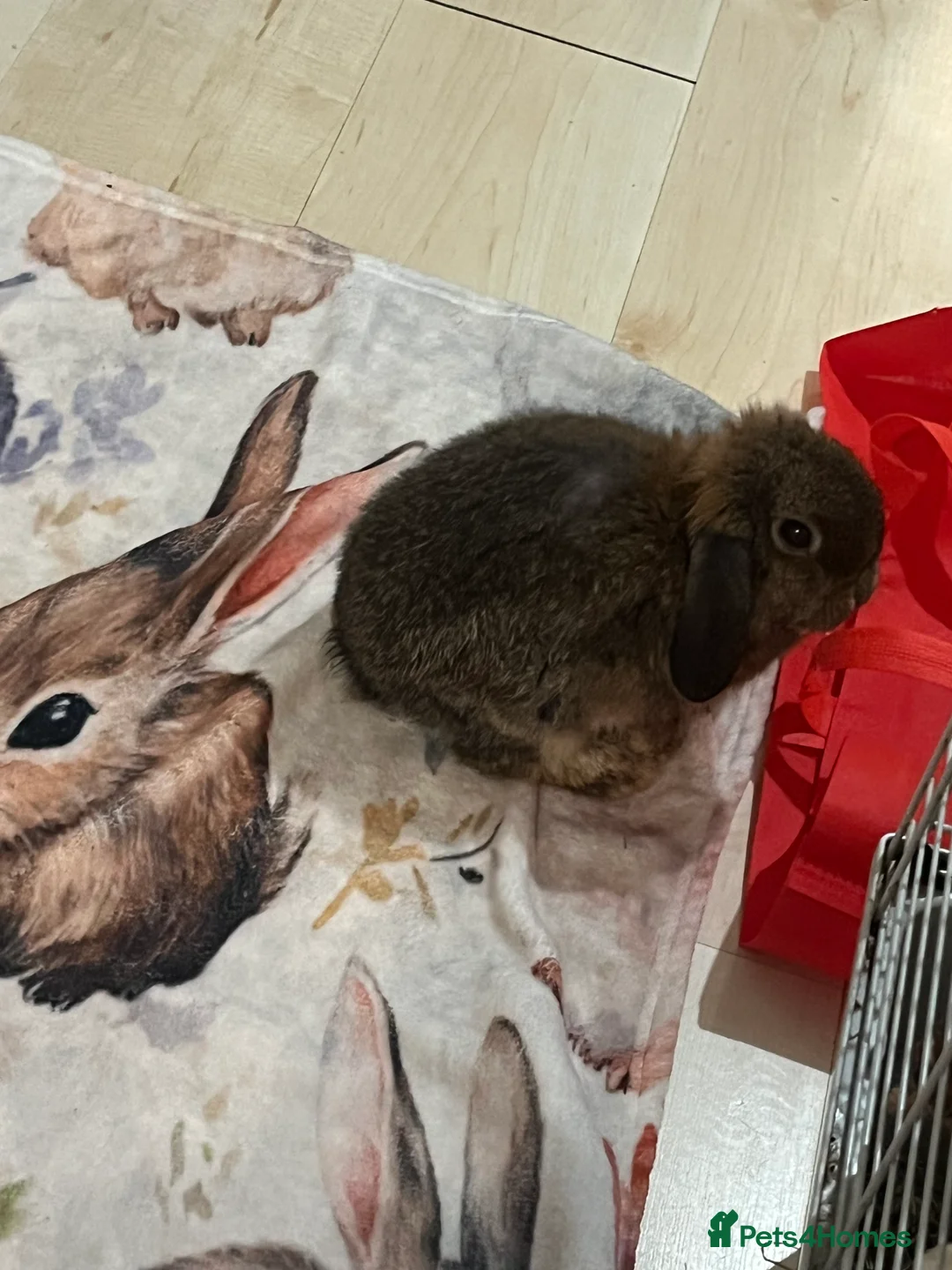 Mixed Breed rabbits for sale: Male rabbits  in Ipswich - Advert 6