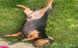 Dachshund dogs for sale: Edi looking 5*home - Image 5