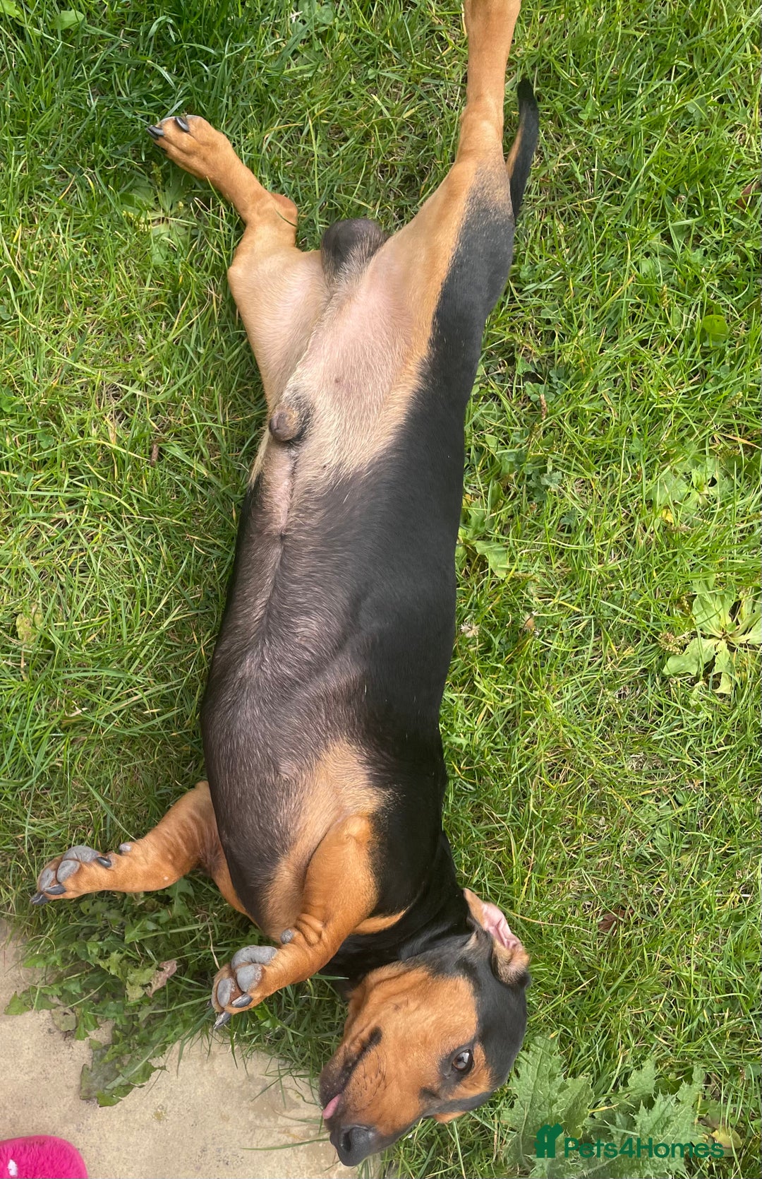Dachshund dogs for sale: Edi looking 5*home - Image 5