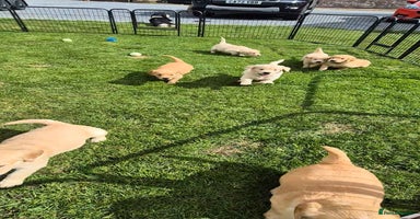 Golden Retriever dogs - Advert 5