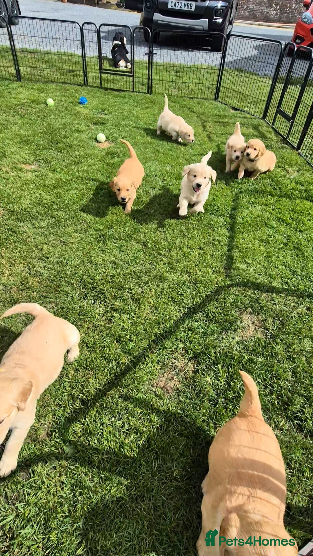 Golden Retriever dogs for sale: KC GOLDEN RETRIEVER PUPPIES HEALTH TESTED PARENTS  - Image 3