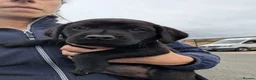 Labrador Retriever dogs for sale: Labrador Puppies  - Advert 7