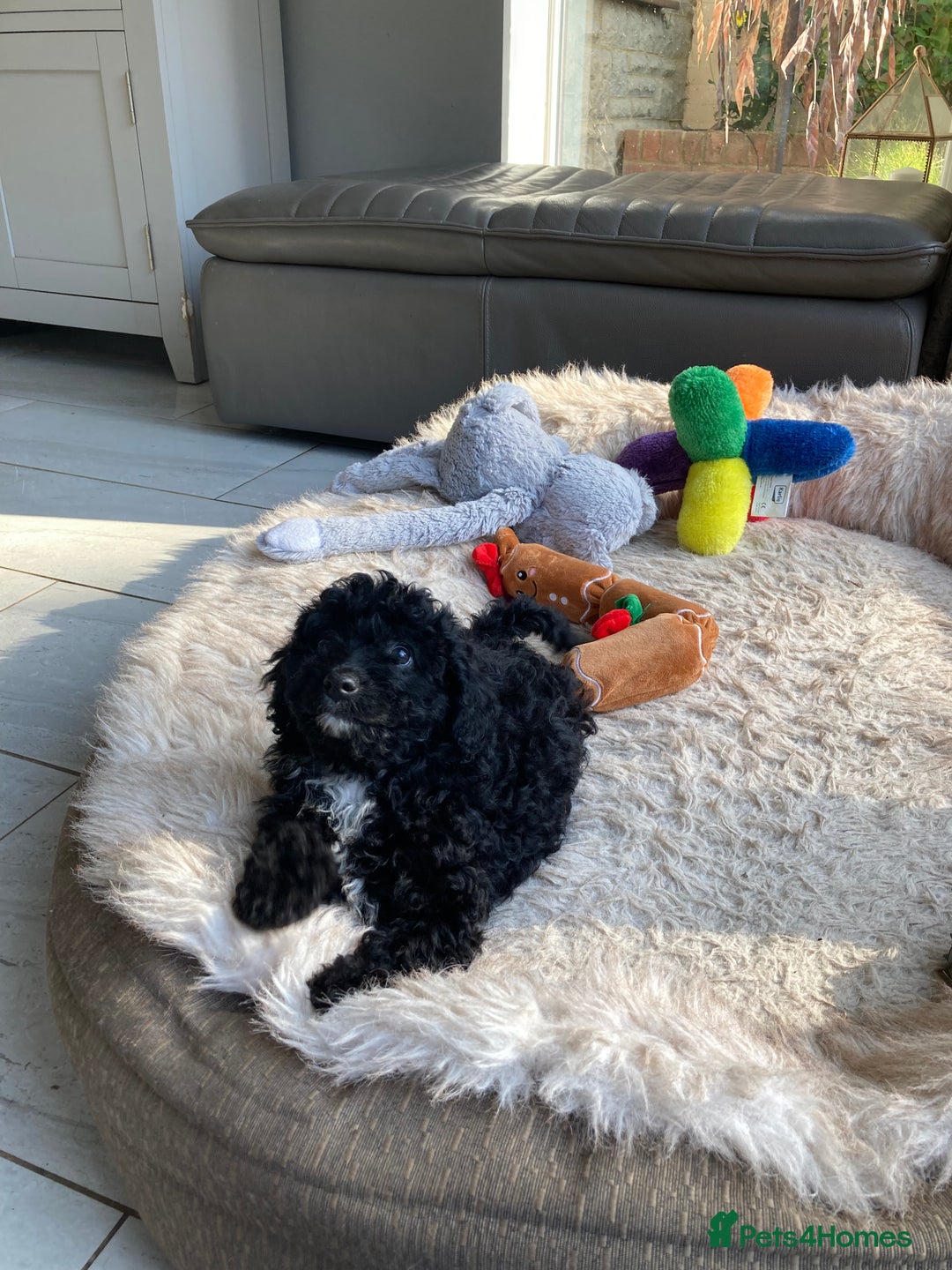 Poodle dogs for sale: Poodle x fully vaccinated  - Advert 16