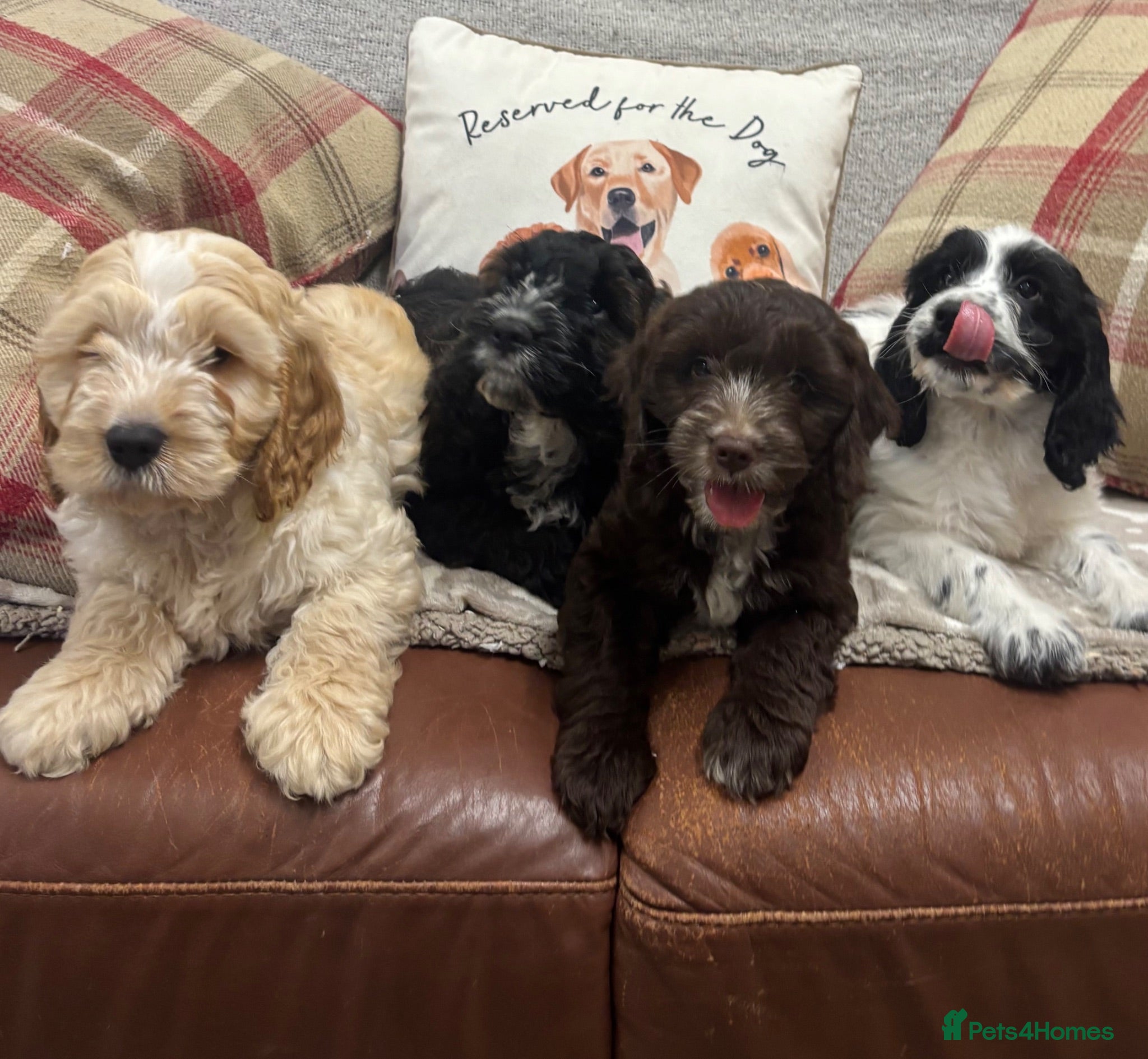 Cockapoo dogs Stunning F1 Cockapoos from H/Tested KC Parents!! - Advert 10