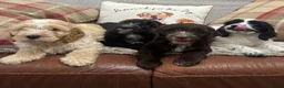 Cockapoo dogs for sale: Stunning F1 Cockapoos from H/Tested KC Parents!! - Advert 1