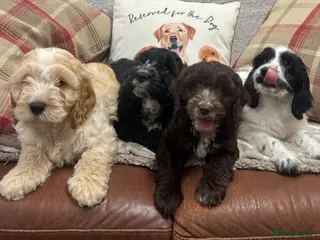 Cockapoo dogs Stunning F1 Cockapoos from H/Tested KC Parents!! - Advert 3