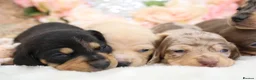 Miniature Dachshund dogs for sale: KC Miniature Dachshund Puppies - Advert 24