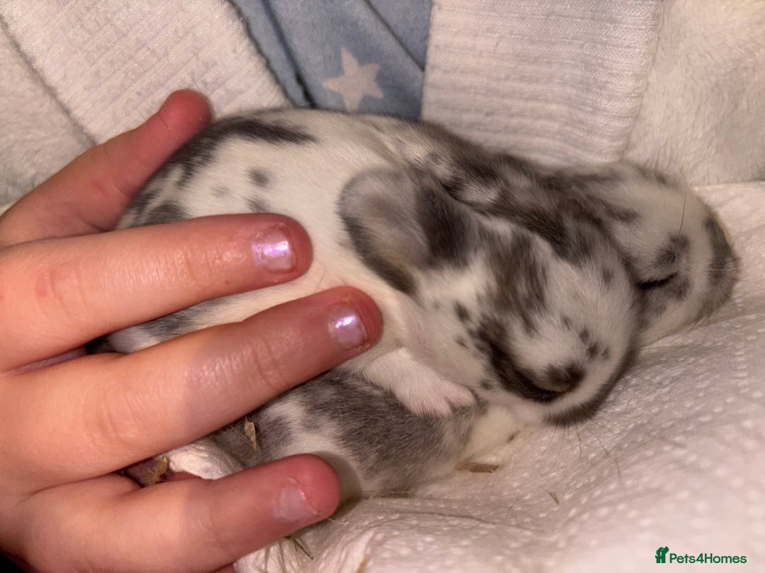 Mini Lop rabbits for sale: Mini Lop Butterfly new born bunnies  - Advert 24