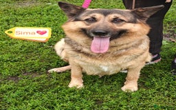 Mixed Breed dogs for adoption: 💖🐶 SIMA 🐶💖 - Image 2