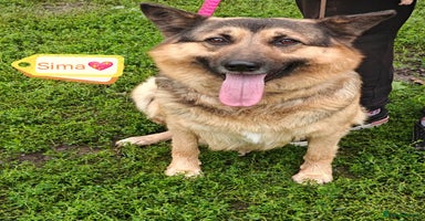 Mixed Breed dogs - Advert 4