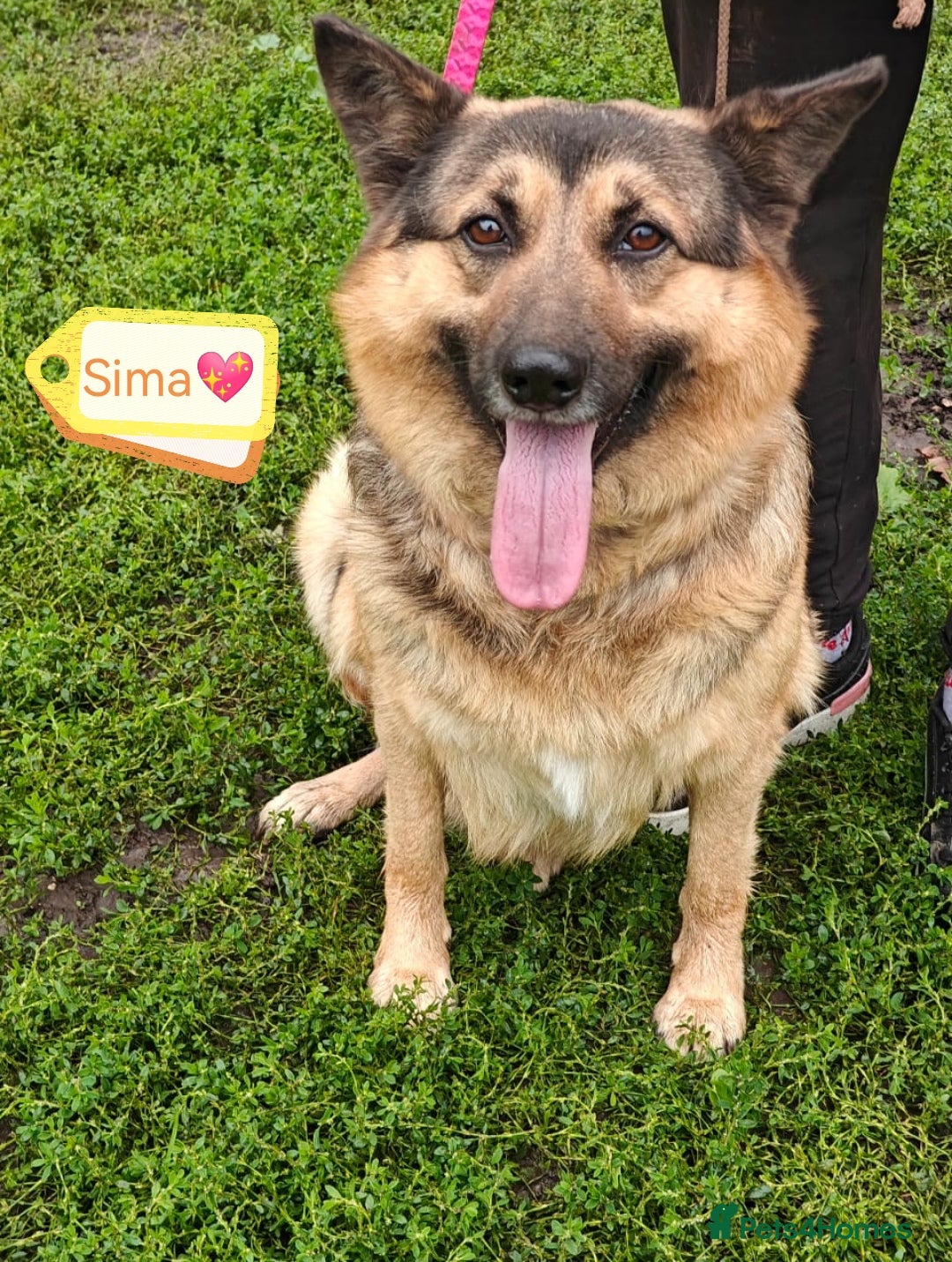 Mixed Breed dogs for adoption: 💖🐶 SIMA 🐶💖 - Image 2
