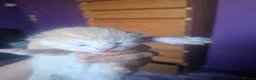 Mixed Breed cats for sale: 10 stunning kittens - Advert 6