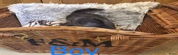 Jackapoo dogs for sale: Mr steven wilson - Advert 23