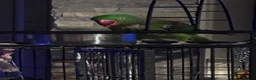 Parakeets birds for sale: Alexandrine male semi tame  - Advert 1