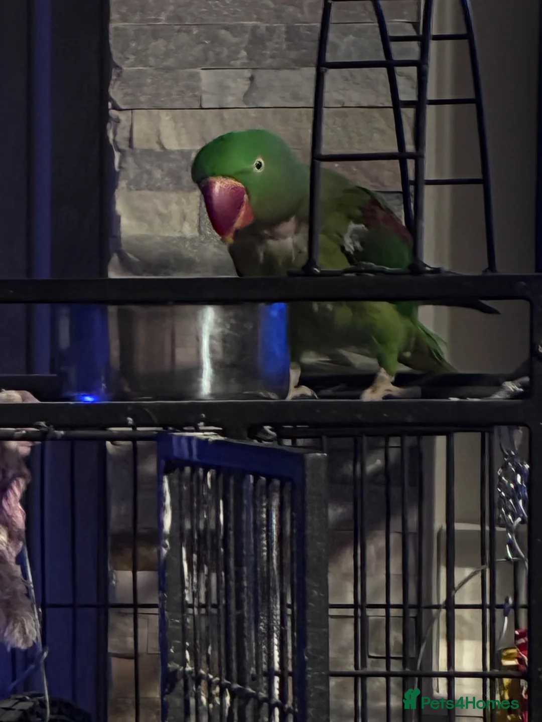 Parakeets birds for sale: Alexandrine male semi tame  - Advert 1