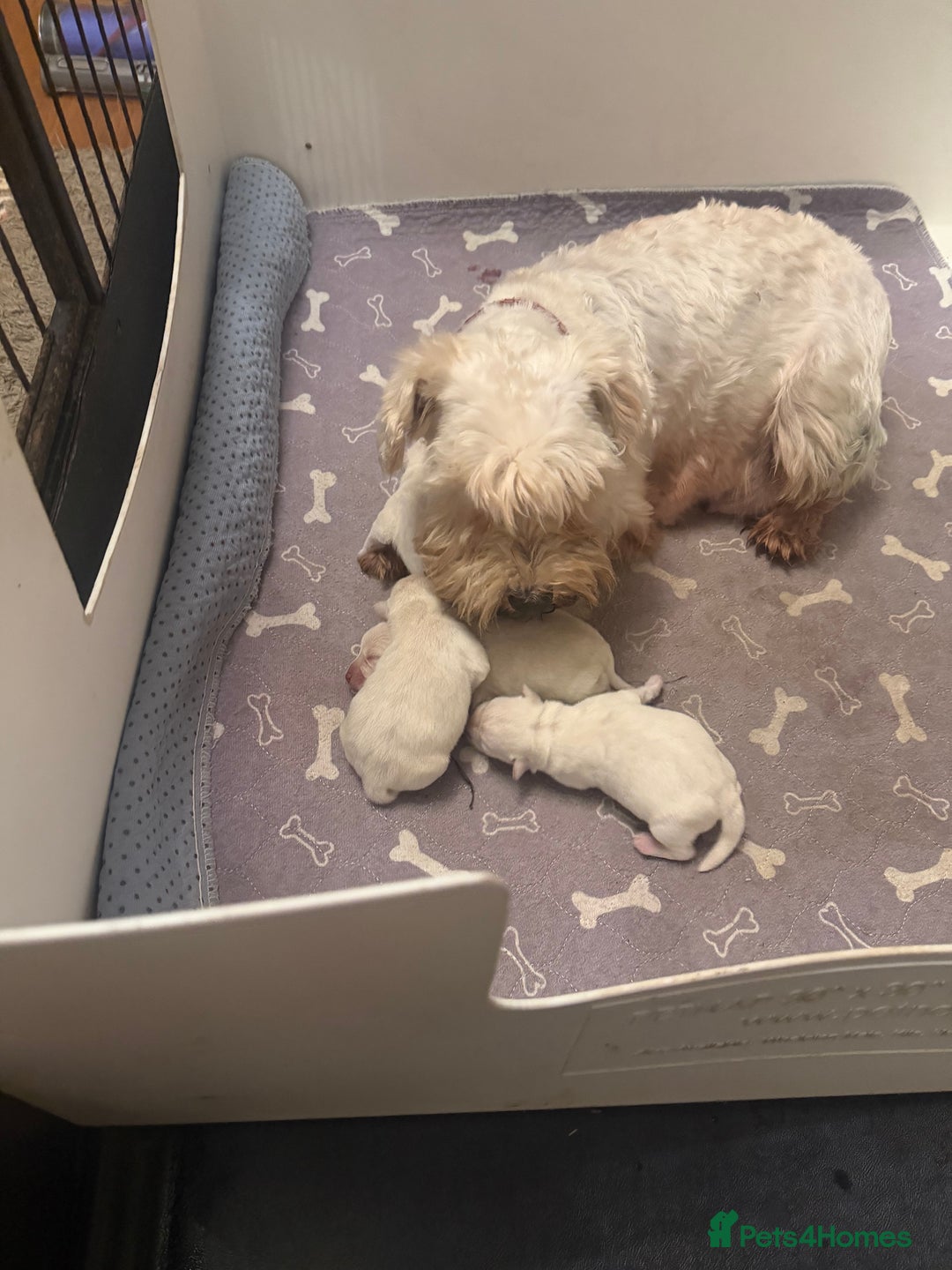 Miniature Schnauzer dogs for sale: Kc reg Miniature schnauzer pups - Advert 5