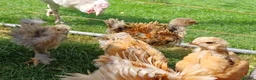 Chickens poultry for sale: Frizzle Brahma chicks  in Whitchurch - Advert 4