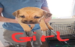 Mixed Breed dogs for sale: dachshund x pug puppy's 8 weeks old  - Image 2